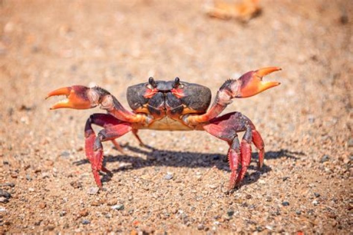 Why are the RAF known as crabs?