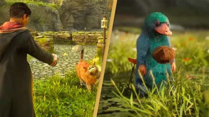 Why did James Sirius and Peter become Animagi?