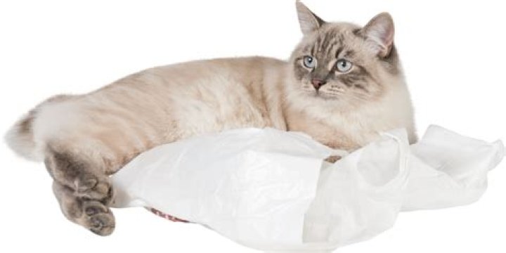 Why do cats like to lick plastic?