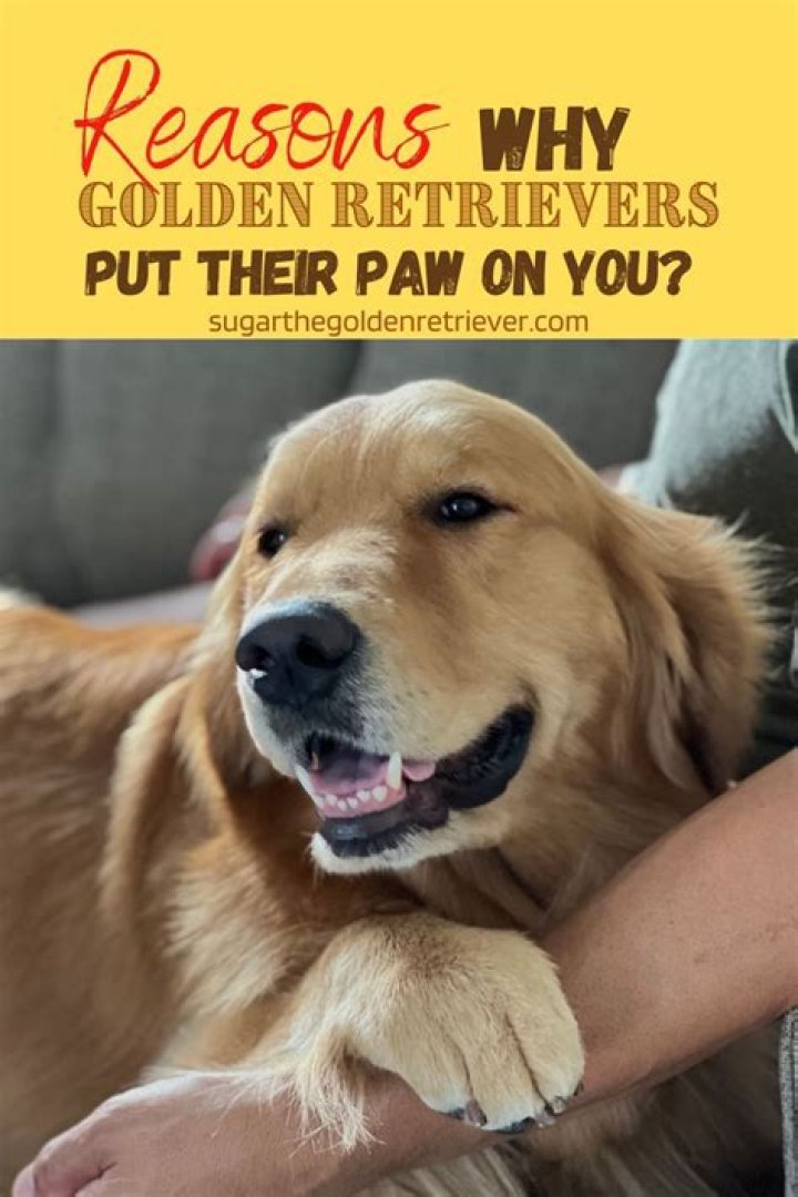 Why do golden retrievers put their paw on you?