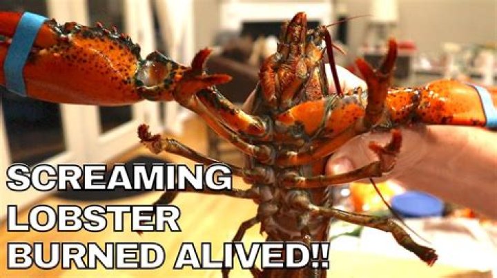 Why do people boil lobsters alive?