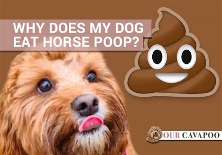 Why does my dog eat horse poo UK?