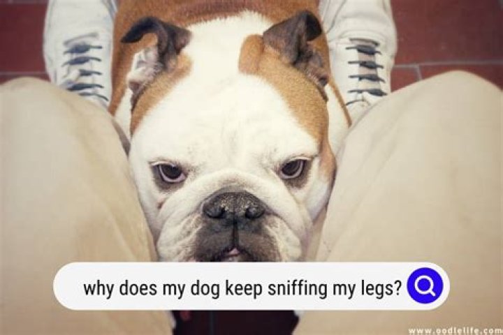 Why does my dog keep sniffing me on my period?