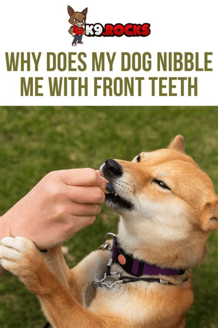 Why does my dog nibble with his front teeth?