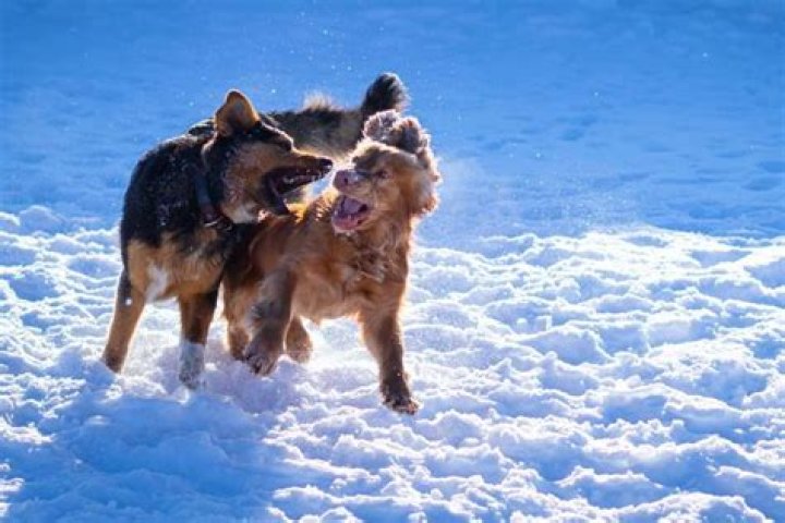 Why is my dog suddenly attacking my other dog?