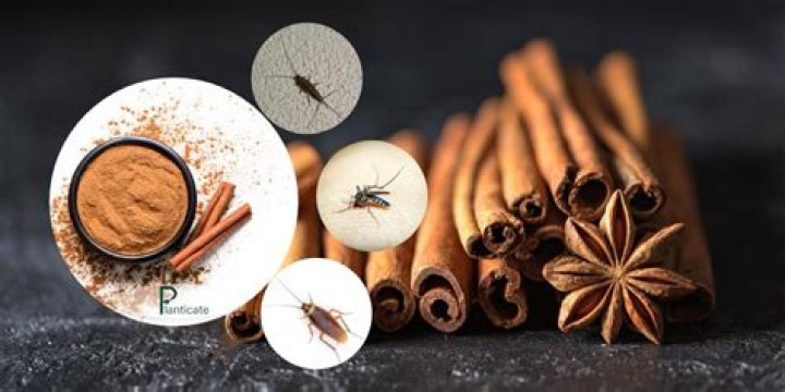 Will cinnamon attract insects?