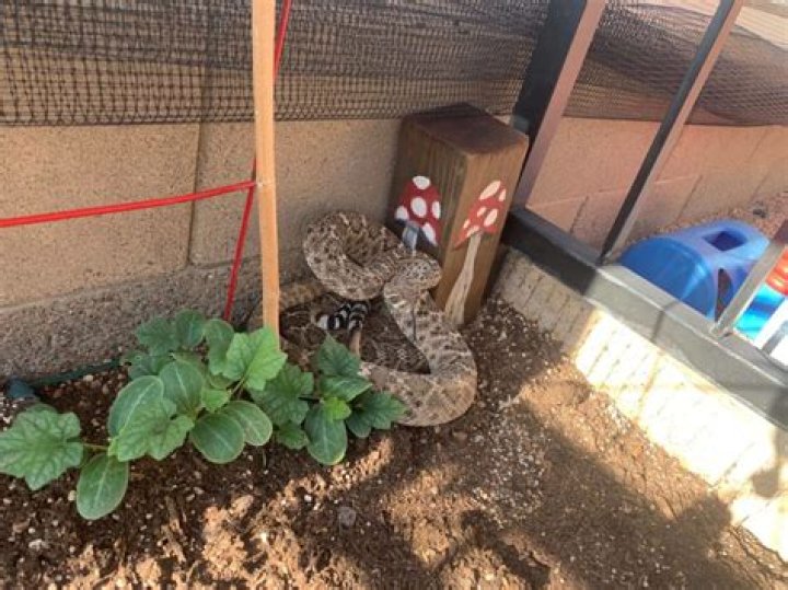 Will dogs keep snakes away?