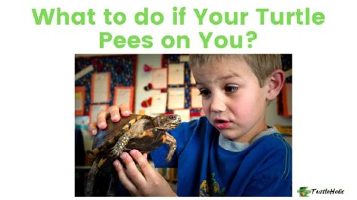 Will turtle pee hurt you?